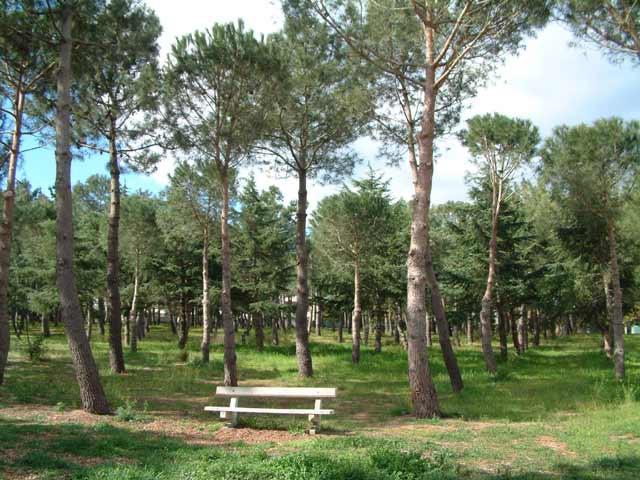 Le bois des pins (Centre plage)